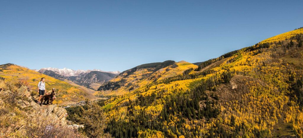 golden aspens on vail mountain