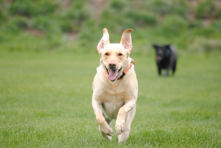 happy dog running