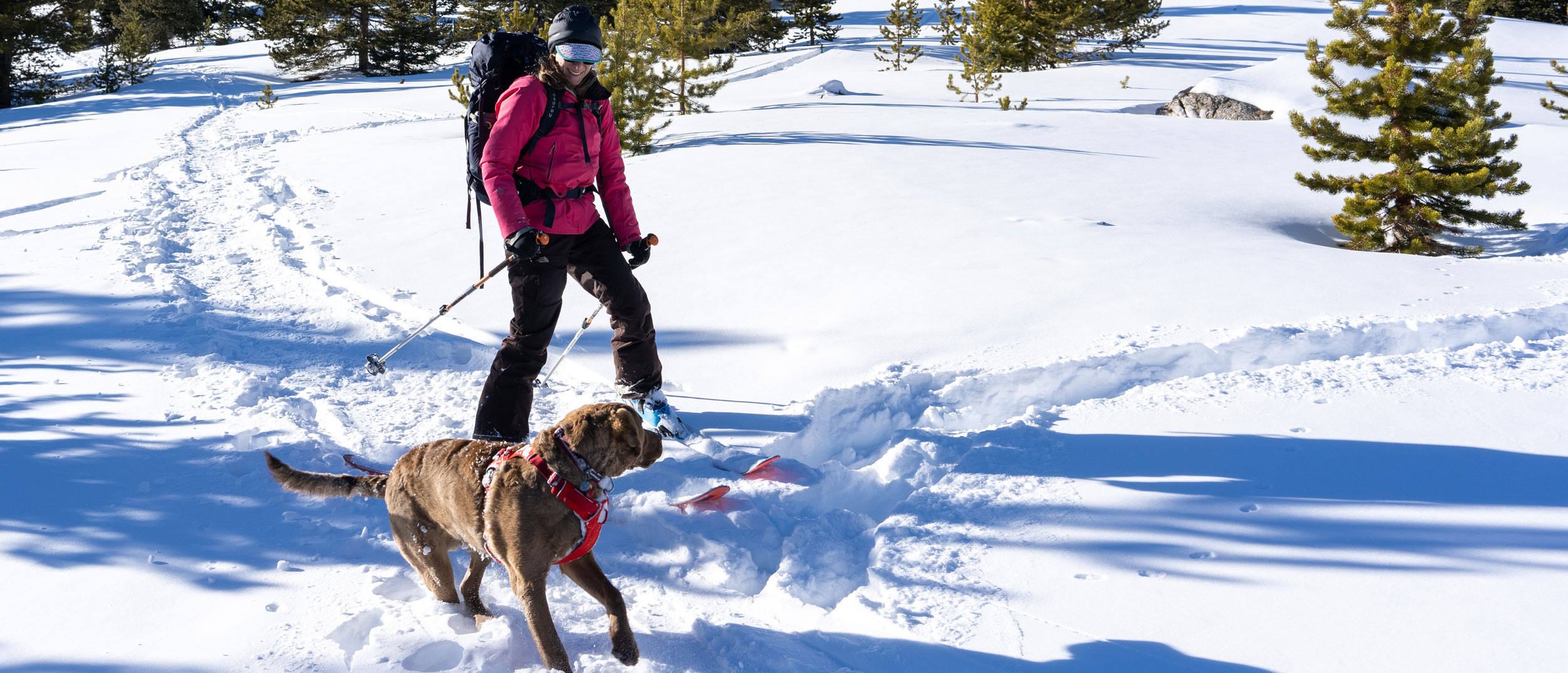 dog running in the snow with a skier