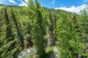 Green trees on Gore Creek seen from the balcony of Antlers at Vail condo 406