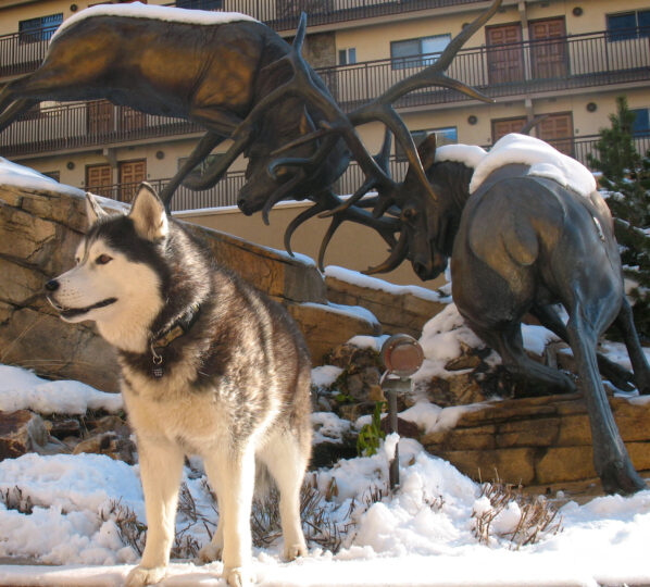 dog in front of the elk statue at antlers at vail