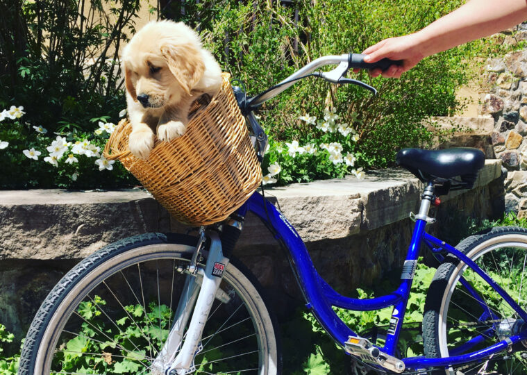 cute puppy in a bike basket