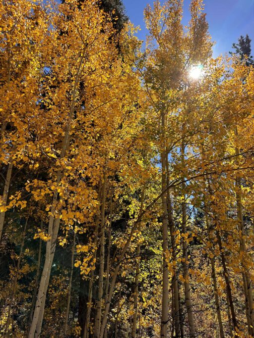 The sun shining through the golden Aspens.