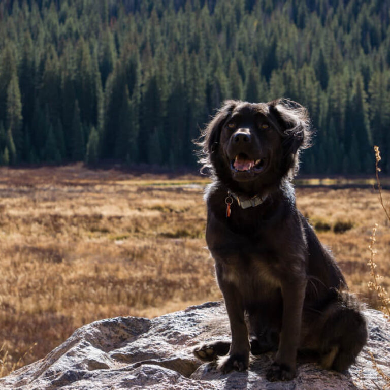 A dog enjoying adventure from pet frindly Vail lodging home base Antlers at Vail