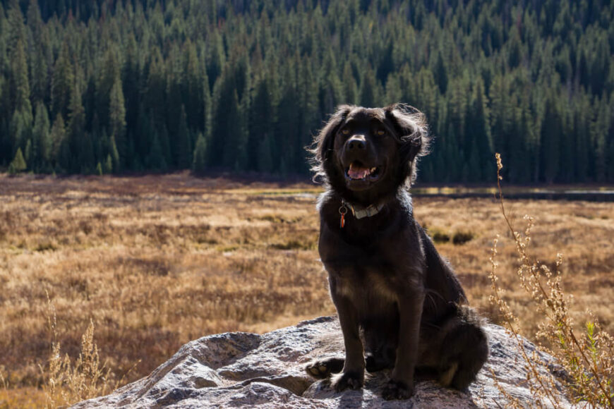 A dog enjoying adventure from pet frindly Vail lodging home base Antlers at Vail